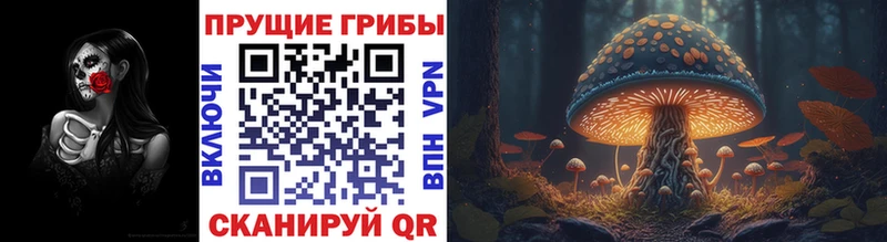 Купить закладки  Новотитаровская  Псилоцибиновые грибы Psilocybine cubensis