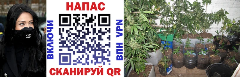 Конопля LSD WEED  Купить где  Новотитаровская 